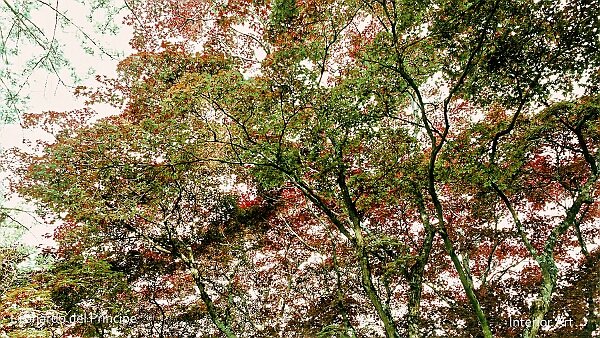 Remembering Japan As a child, I often wandered with my father through La Perle du Lac Park on the banks of Lake Geneva, where the maples...