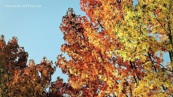 A Study of Autumnal Hues We often imagine autumn as a vibrant explosion of colors, but this is a romanticized view. With this series, I explore...