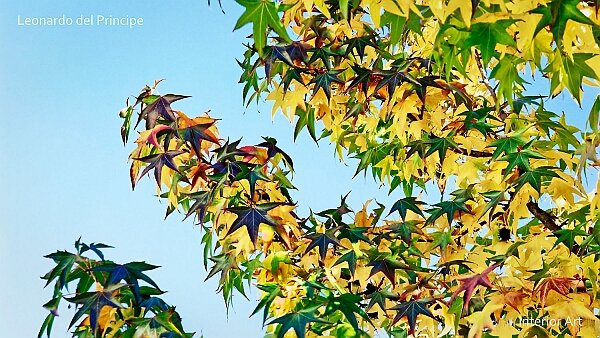 A Study of Autumnal Hues We often imagine autumn as a vibrant explosion of colors, but this is a romanticized view. With this series, I explore...