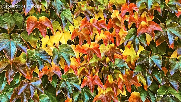 Radiant Autumn Autumn arrives with crisp air and shorter days, awakening a spectrum of emotions. To me, this season represents both...