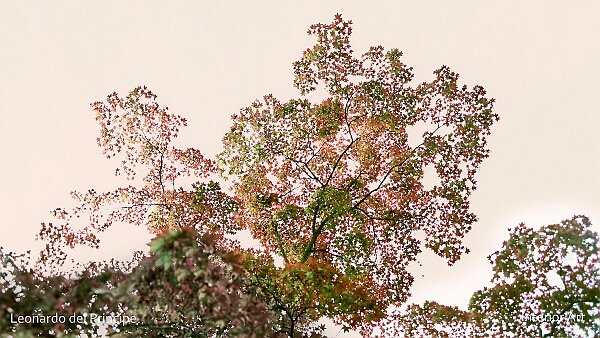 Remembering Japan As a child, I often wandered with my father through La Perle du Lac Park on the banks of Lake Geneva, where the maples...