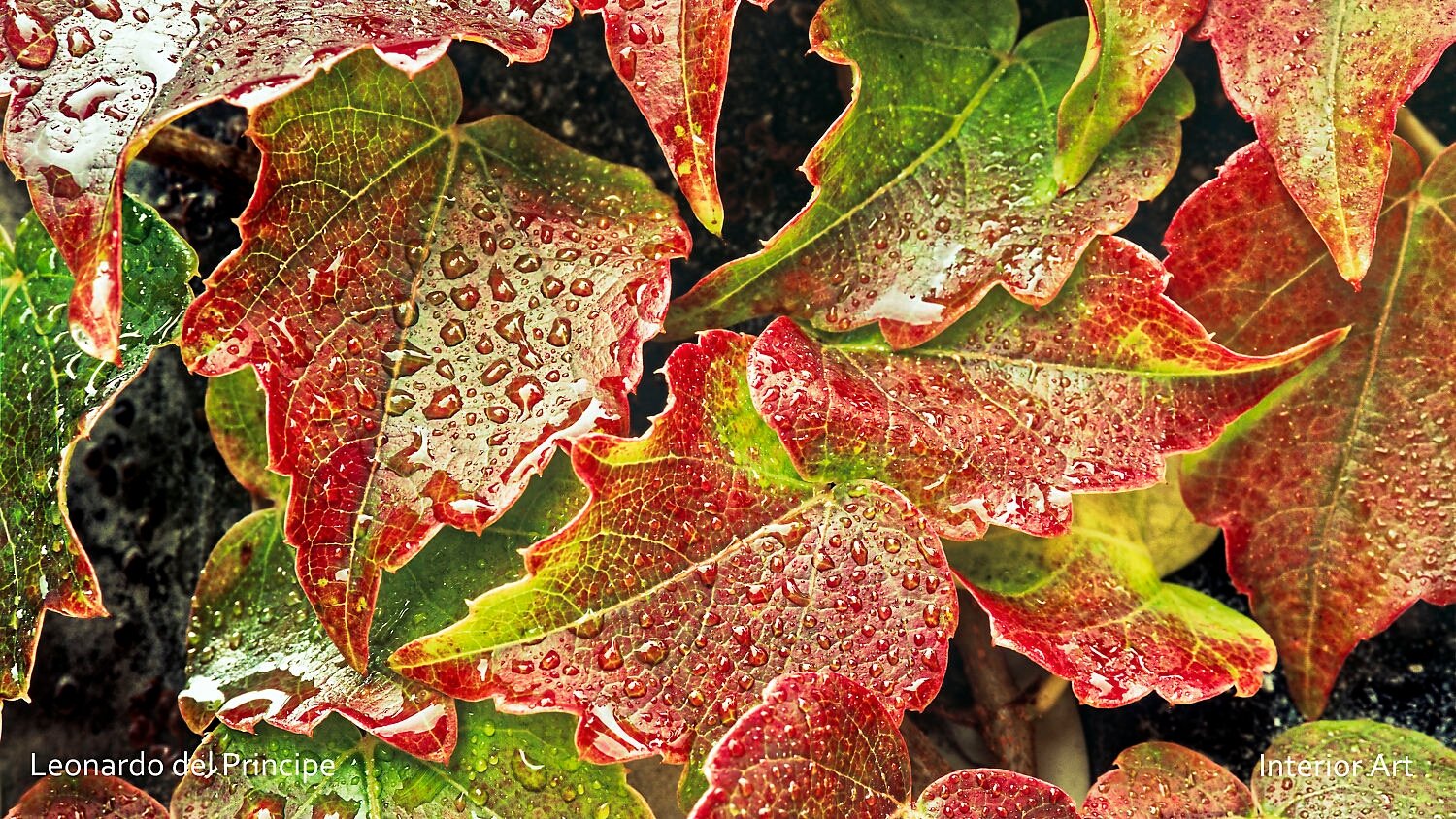 RADA02 Close-up of vibrant red and green leaves covered in rain droplets, glistening under soft light. The image conveys a fresh, revitalizing atmosphere.