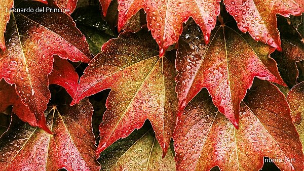 Radiant Autumn Autumn arrives with crisp air and shorter days, awakening a spectrum of emotions. To me, this season represents both...