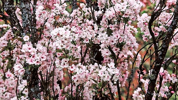 Mono No Aware I have inherited a deep appreciation for cherry blossoms (sakura) from my Japanese father, which inspired this series...