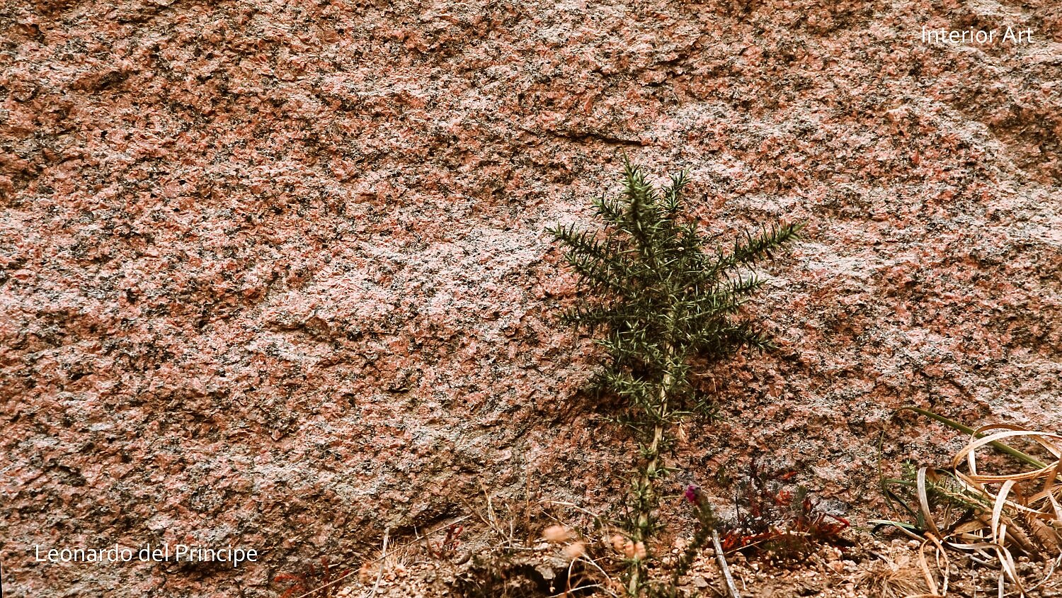 ABGR05 A small green plant grows resiliently against a rough, textured granite wall. The image conveys strength and perseverance in a stark, natural setting.