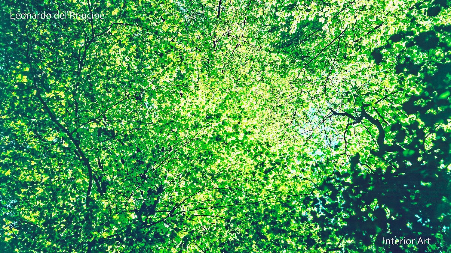 BYBL02 Dense green leaves cover a canopy under a bright sky, with sunlight filtering through, creating a vibrant and serene forest atmosphere.