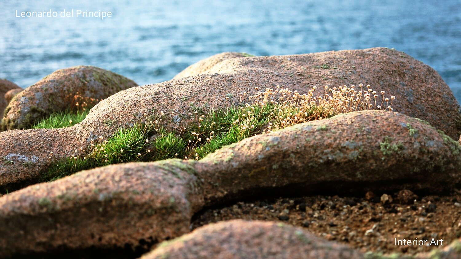 GOGR05 Rough textured rocks with green moss and small pale flowers near a calm sea. The serene scene evokes tranquility and natural beauty.