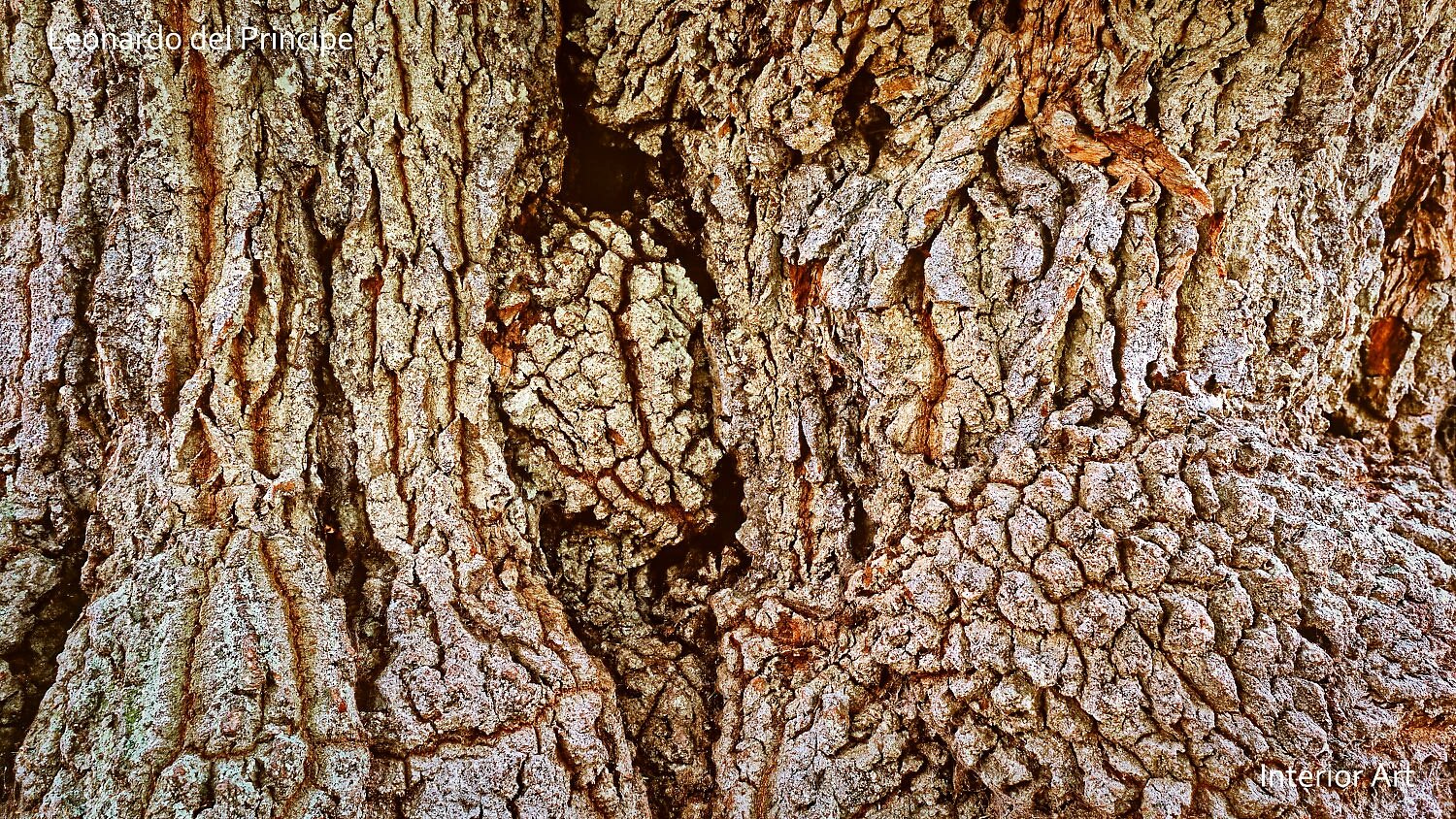 TOAKa01 Close-up of textured ancient oak bark with intricate patterns of ridges and grooves in earthy tones, conveying a sense of natural beauty and resilience.