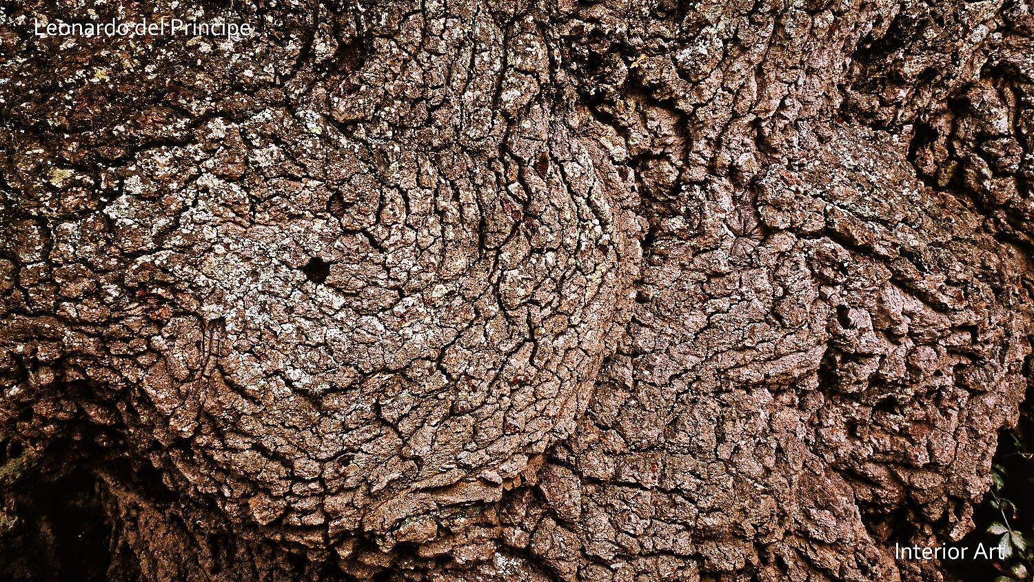 TOAKa03 Close-up of rugged very ancient oak bark with deep, intricate cracks and textures, conveying an earthy, natural feel.
