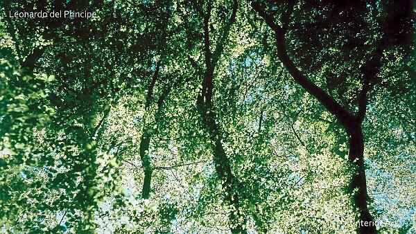 Beyond the Beech Leaves For the ancient Celtic people of the Sequani, the beech tree bridged three realms: the underworld through its roots, the...
