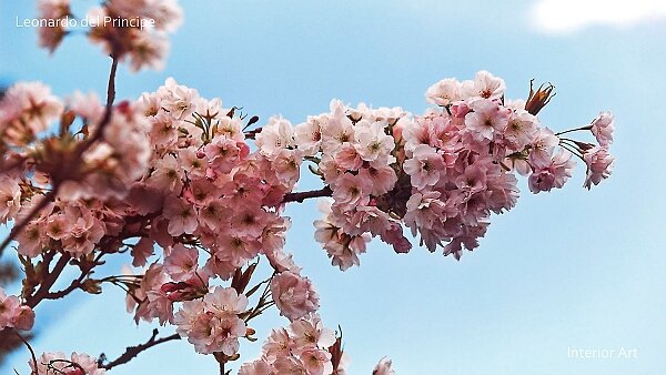 Mono No Aware I have inherited a deep appreciation for cherry blossoms (sakura) from my Japanese father, which inspired this series...
