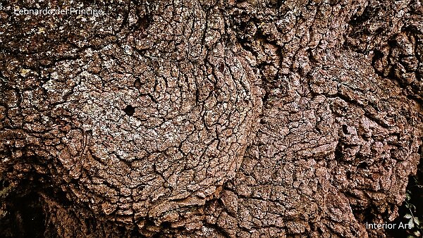 The Thousand Year Oak I The painters of the French Barbizon School (pioneers of Impressionism in the early 19th century) portrayed trees with...