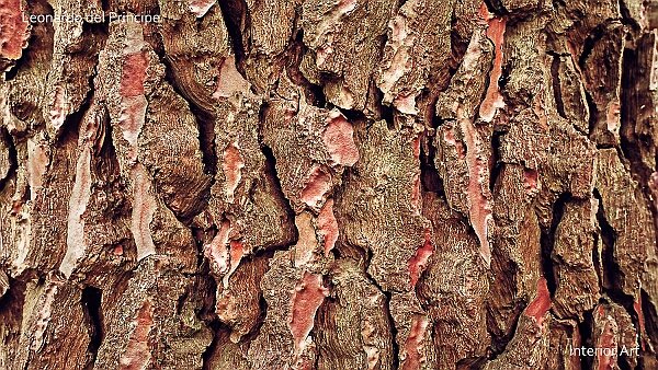 Patterns of Brocéliande Forest In the heart of the legendary Forest of Brocéliande, I came across these remarkable Scots Pines. Their striking visual...