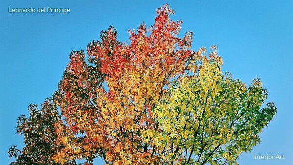 A Study of Autumnal Hues We often imagine autumn as a vibrant explosion of colors, but this is a romanticized view. With this series, I explore...