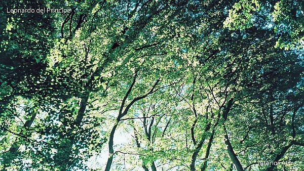 Beyond the beech Leaves For the ancient Celtic people of the Sequani, the beech tree bridged three realms: the underworld through its roots, the...