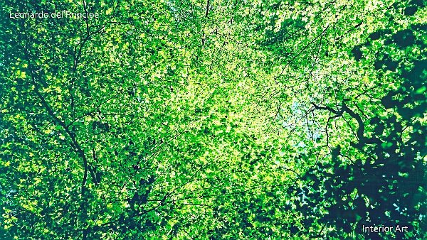 Beyond the Beech Leaves For the ancient Celtic people of the Sequani, the beech tree bridged three realms: the underworld through its roots, the...