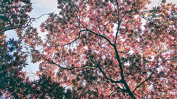 titles Click on the thumbnails to explore each series and discover their artistic concepts