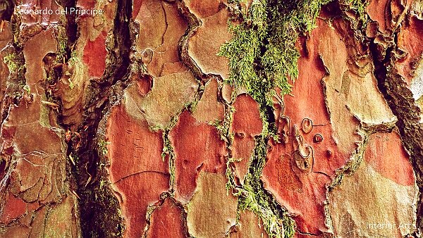 Patterns of Brocéliande Forest In the heart of the legendary Forest of Brocéliande, I came across these remarkable Scots Pines. Their striking visual...