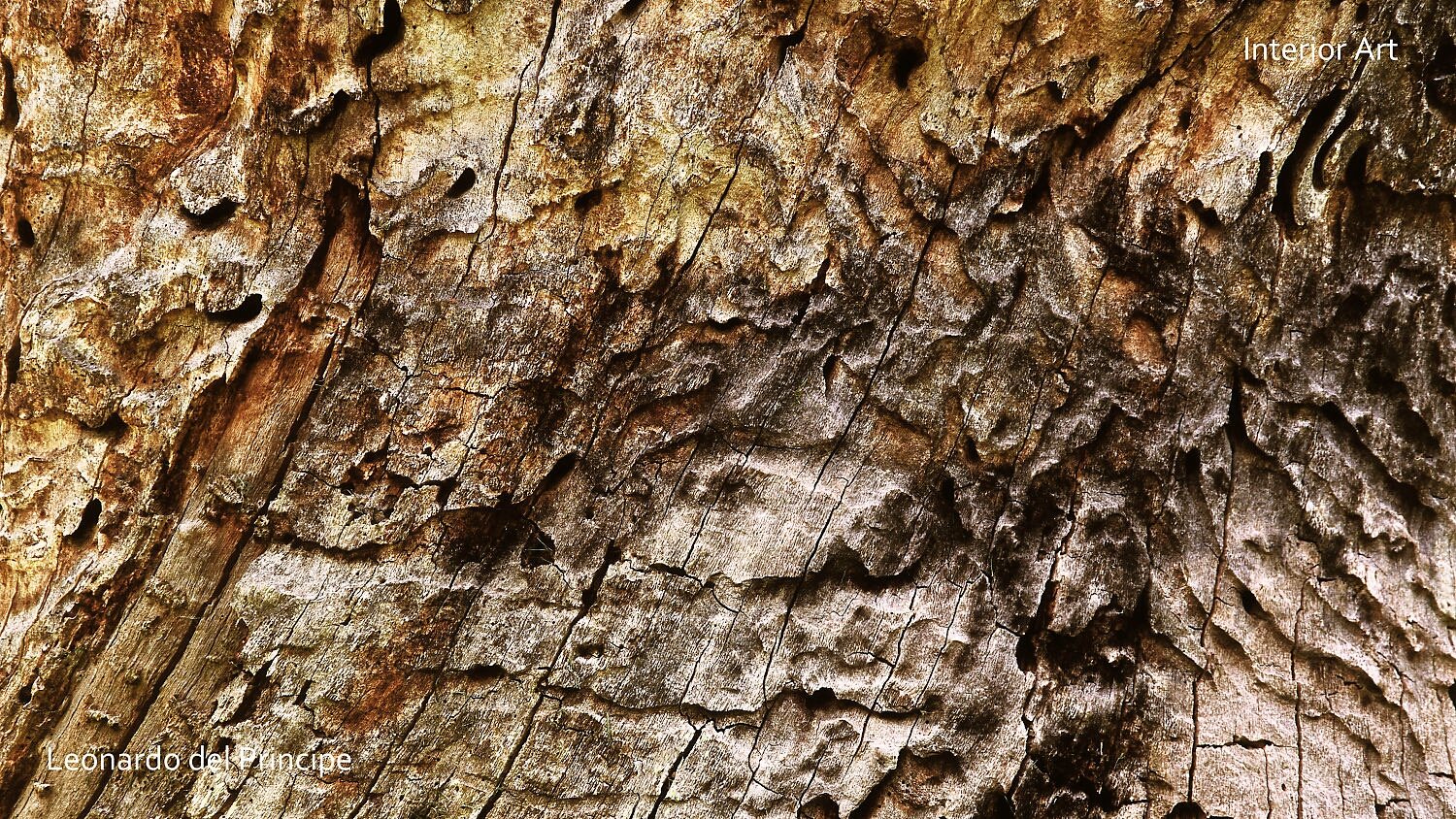 AFST03 Close-up image of a weathered tree bark texture with shades of brown and gray. The intricate patterns suggest age and natural beauty