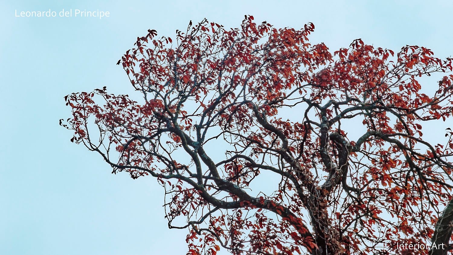 CHLV02 A tree with red autumn leaves against a pale blue sky in Lavaux, conveying a serene and peaceful mood. The branches form intricate patterns.