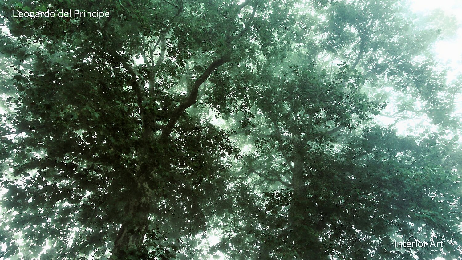 EMCH02 Tall trees with dense green foliage viewed from below, creating a canopy effect. Light filters through, adding a serene, misty atmosphere.
