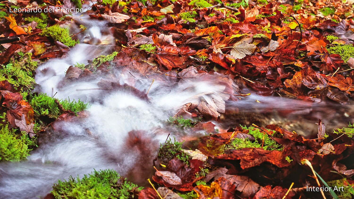 HIRI03 A small stream flows under a bed of orange and brown autumn leaves, surrounded by vibrant green moss, creating a serene and colorful nature scene.