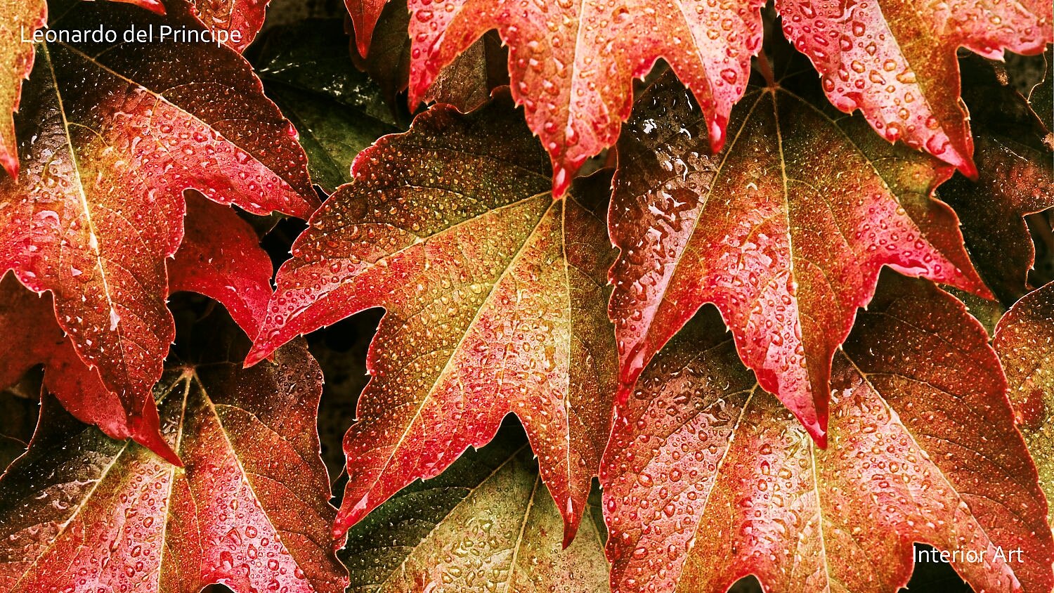 RADA01 Close-up of vibrant autumn leaves covered in dew, showcasing rich red and orange hues. The image conveys a fresh and serene fall atmosphere.