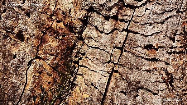 After the Storm In the Alpilles Massif of Provence, France, I encountered a trio of lightning-struck oak trees that have endured the...