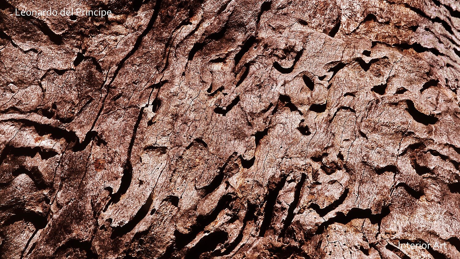 AFST02 Close-up of textured tree bark with intricate patterns and deep grooves, showcasing an earthy, natural color palette that evokes a rustic feel.