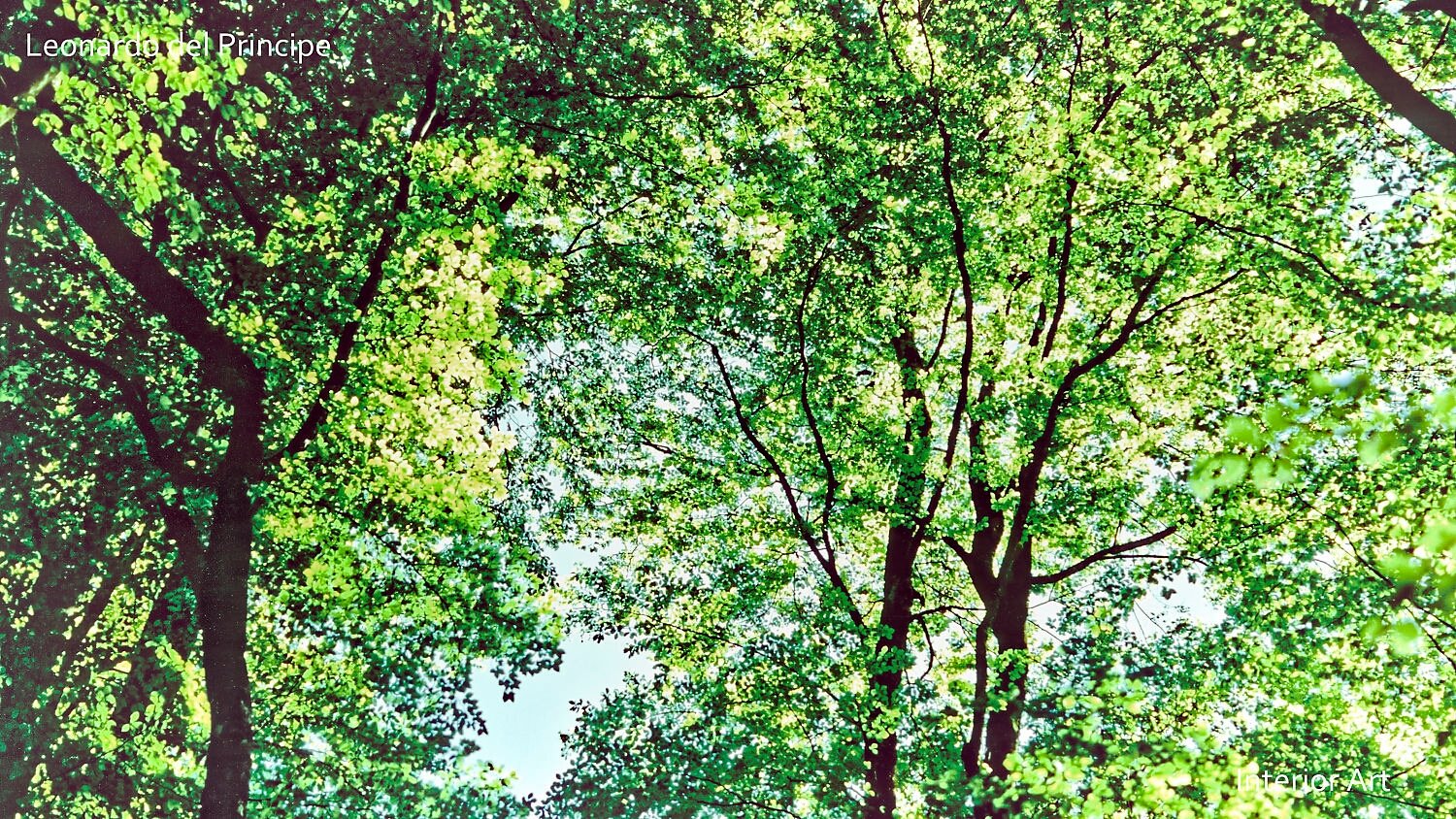 BYBL03 A vibrant canopy of lush, green leaves fills the image, with sunlight filtering through. Tall beech trunks stretch upwards, creating a serene, natural scene.