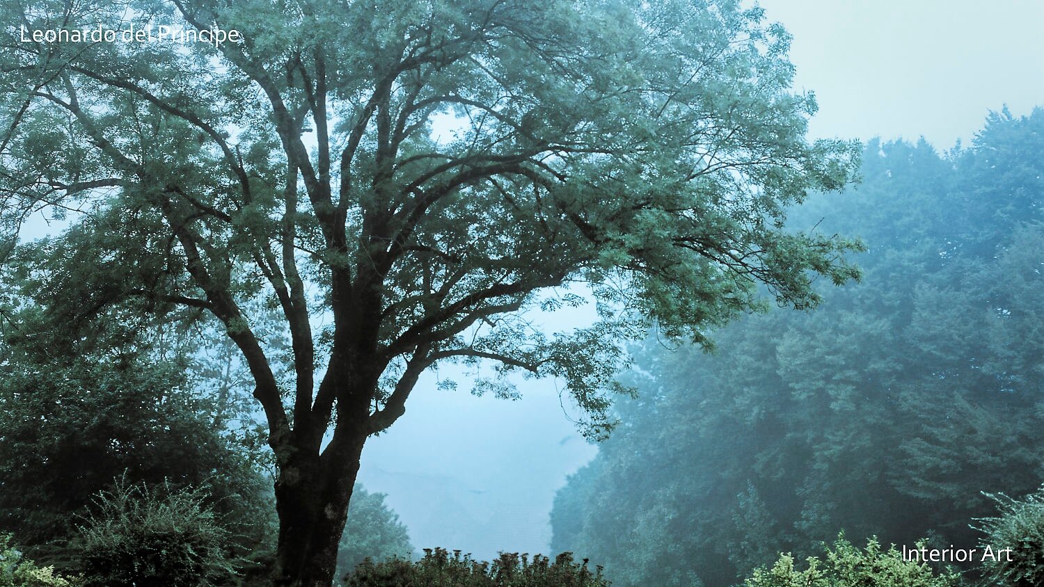 EMCH01 A large tree with sprawling branches stands in a misty landscape, surrounded by lush greenery, conveying tranquility and serenity in the foggy air.