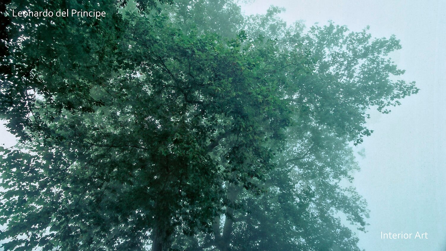 EMCH03 A lush green tree canopy fades into thick mist, creating a tranquil and mysterious atmosphere. The fog softens the light, evoking a sense of calm.