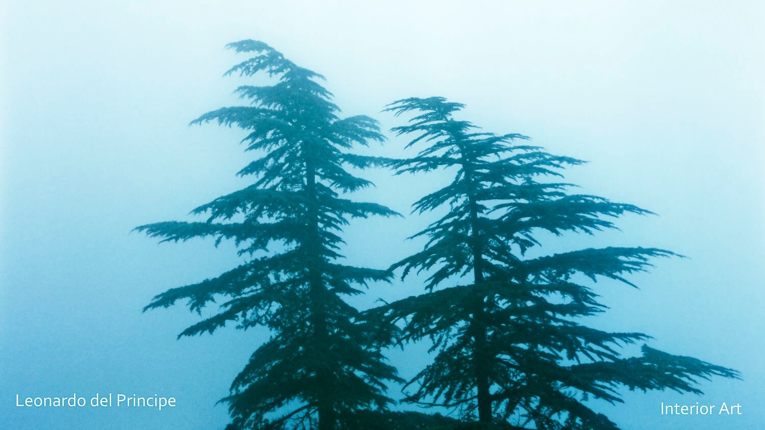 EMCH05 Two tall evergreen trees stand against a misty blue background, conveying a tranquil and ethereal mood. The scene is serene and atmospheric.