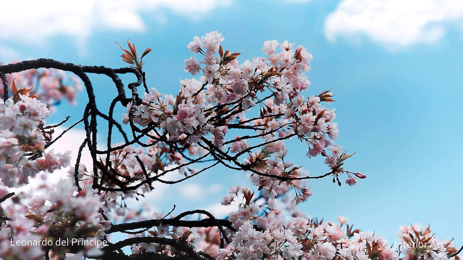 MONA01 Cherry blossoms in full bloom on twisting branches against a bright blue sky with fluffy clouds, evoking a sense of springtime serenity.
