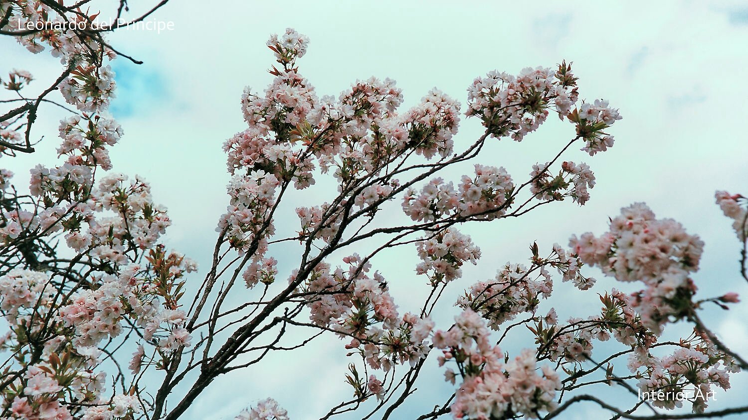 MONA04 Branches with delicate pink cherry blossoms against a soft, cloudy sky convey a serene and tranquil springtime atmosphere