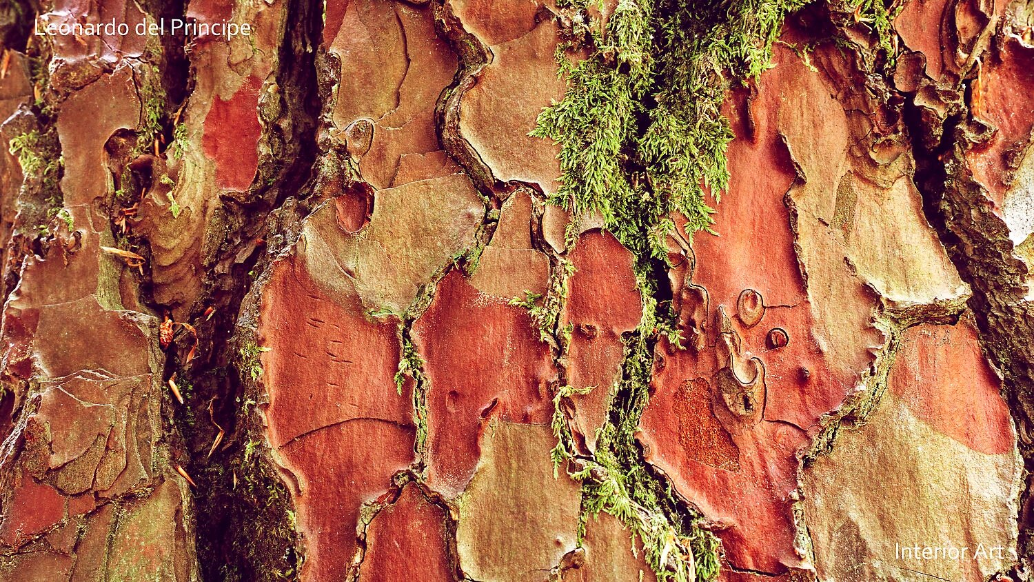 PABF02 Close-up of textured tree bark with reddish-brown and green hues. Moss accents the grooves, creating a natural, earthy pattern.