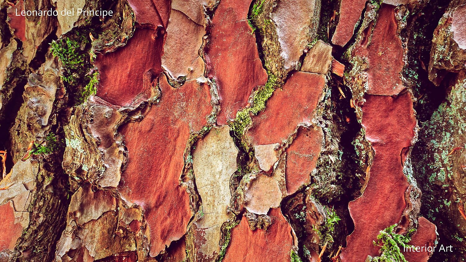 PABF03 Close-up of Scots pine bark with rich textures and earthy tones of red and brown. Green moss accents the crevices, conveying a natural, rustic feel.