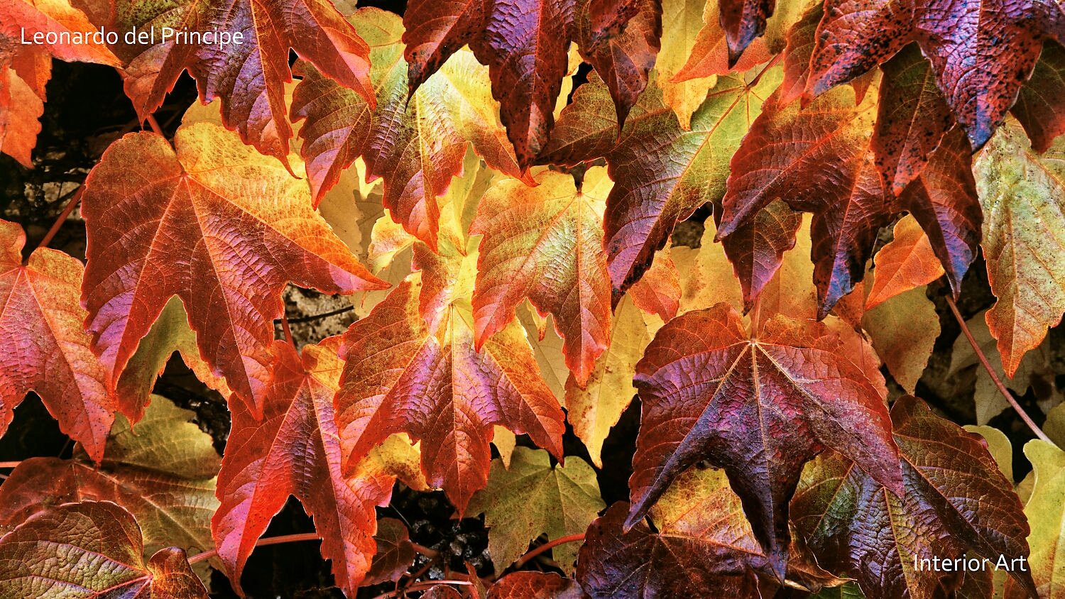 RADA03 Vibrant autumn leaves in shades of orange, red, and yellow create a warm, textured pattern. The light enhances the rich, earthy tones, evoking a cozy fall...