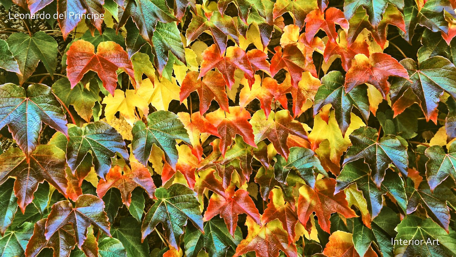 RADA04 Vibrant autumn leaves in shades of green, orange, and yellow densely cover a wall, creating a rich tapestry of colors and a warm, lively atmosphere.