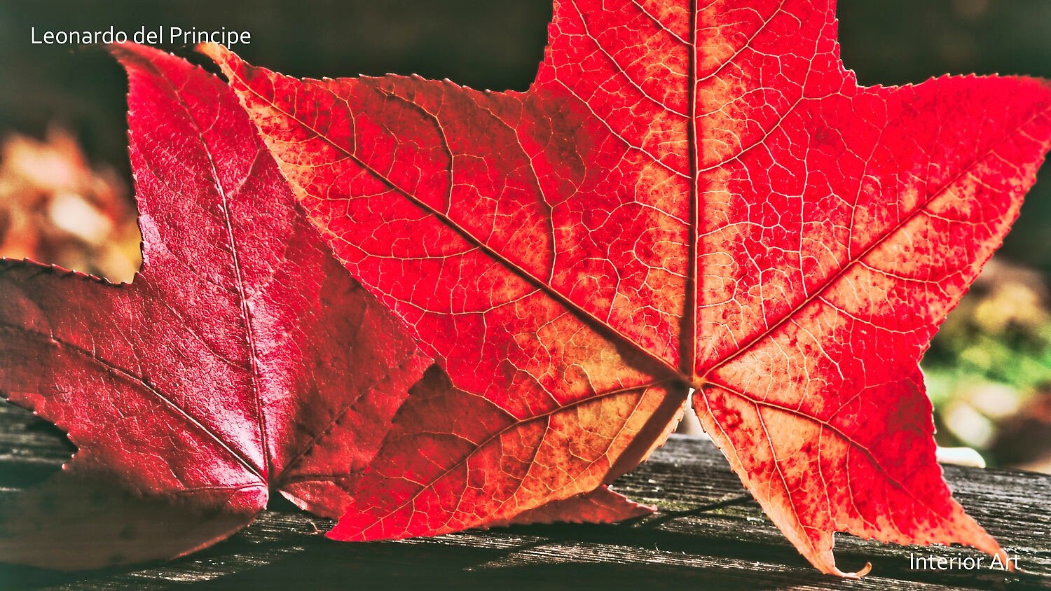 SAUT05 Two vibrant red autumn leaves rest on a dark wooden surface. Their intricate veins are highlighted by sunlight, evoking a warm, crisp fall atmosphere.